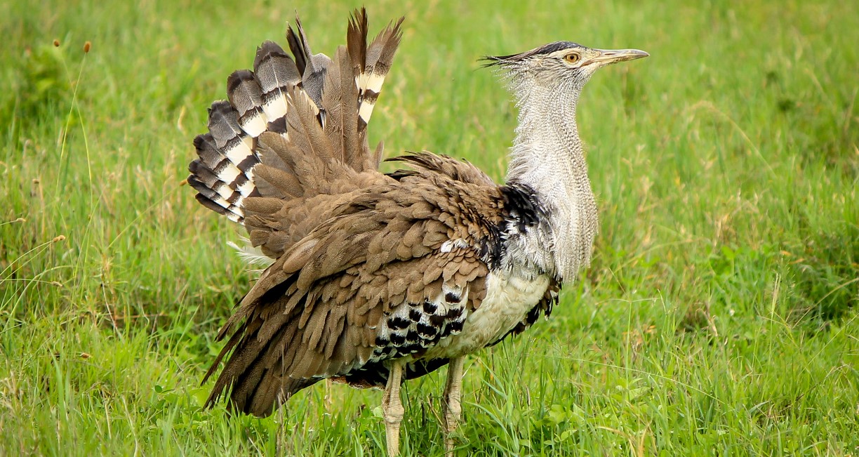 Ngorongoro Bird Watching